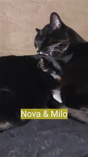 Snuggle time #6catfam #catlife #catlovers #catsnuggles