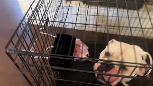 Winner chicken dinner | My Dogs Tools