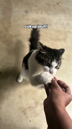 BuktBuktikan sendiri 😍 #cat #cat #cute #animals #straycat #fyp #pororo