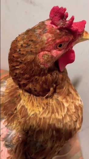 Put the chicken in with the snake and watch them bite each other #snake #ularkasur #animals #shorts