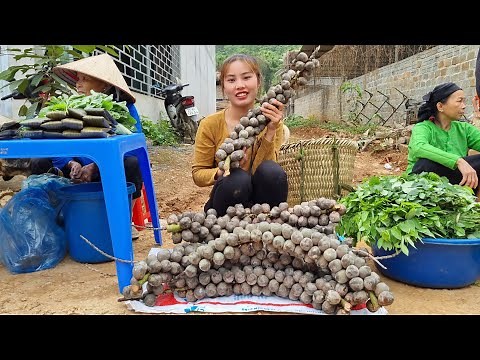 Harvest forest fruits - bring to the market to sell, my daily life | Chuc Thi Duong