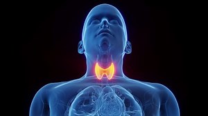 3D Rendered Animation of Male Anatomy - The Thyroid Gland. Close up rotation. Inferior to Anterior view. Plain Black Background.