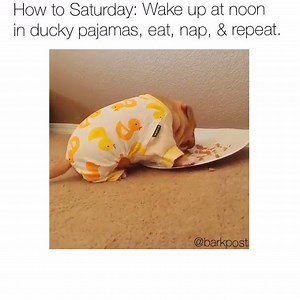 782K views · 8.6K reactions | Warning: Cuteness overload. Original vid via Roofus & Kilo | BARK | Facebook