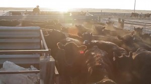 8.5K views · 148 reactions | When the alarm goes off, a cowboy and cowgirl's work begins. CINCH Jeans and Shirts is there every step of the way. Check out the newest fashions for this Spring. | CINCH JEANS | Facebook