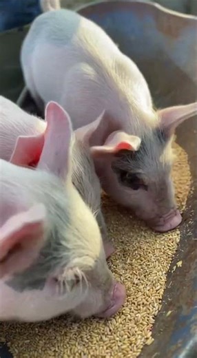 🐖 Feeding Little Piglets