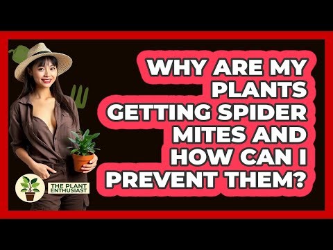 Why Are My Plants Getting Spider Mites And How Can I Prevent Them? - The Plant Enthusiast