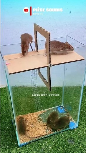 🐭 Comment Éliminer les Souris à la Maison – Partie 05 | Astuce Simple et Efficace