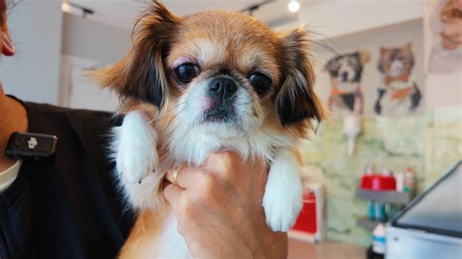 Mary the chihuahua’s medicated bath