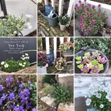 庭で春に咲く花のおすすめの種類とは？花の名前と開花時期も！【2020年4月12日】