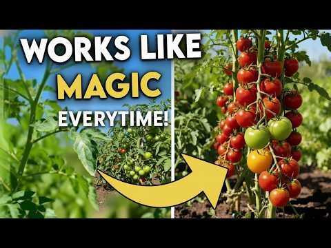 Grow Tons of Tomatoes, Not Leaves - Complete Growing Guide
