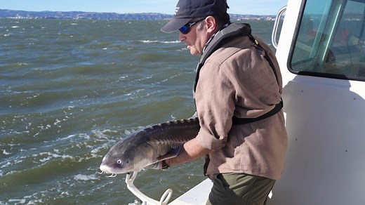 In this video, CDFW’s sturgeon coordinator, John Kelly, demonstrates best catch and release practices for sturgeon. By following these steps, you are helping to protect our sturgeon populations for generations to come. To learn more about CDFW’s efforts to conserve sturgeon, visit wildlife.ca.gov/Conserve-The-Sturg | California Department of Fish and Wildlife
