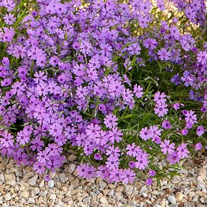 Creeping Phlox Plants | Spring Ground Cover Phlox