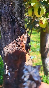 #3rd_wave_of_Leaf_Miner: #Management How it reduces productivity and growth.. First wave: Around 15 May 2nd wave : Around 10 July 3rd wave: Around 18 August Therefore, in this season, 3 cycles or generations were produced by this destructive insect pest. Now it will undergo dormancy stage to overwinter and will emerge again in the month of April in year 2026. The life cycle of leaf Miner has 3 stages: Larva stage (Inside leaf), Pupa stage ( Inside white cocoon) and Adult stage ( Butterfly insect