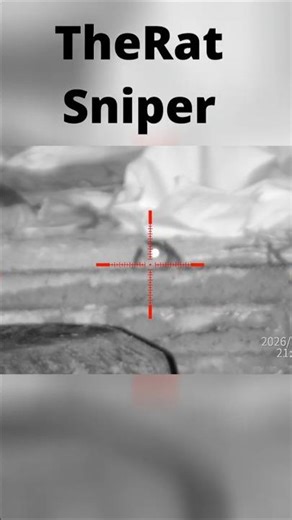 Sightmark wraith 4k max Rat shooting PestControl. #shorts #ratcontrol #farmlife #pestcontrol