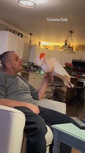 274K views · 7.9K reactions | #cockatoo #parrots #birds | Cockatoo Daily | Facebook
