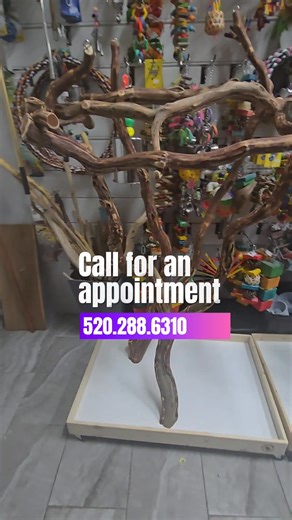 We just received 6 of these custom parrot stands which are now available! Sorry, we do not ship. Come see them in person. Paradise Parrot Rescue Tucson Az 520-288-6310 #parrot #bird #adoptdontshop #fyp | Paradise Parrot Rescue