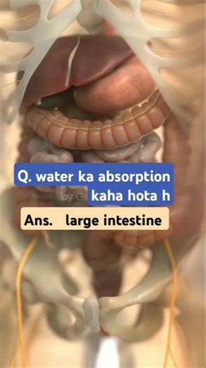 Water absorption in large intestine || #shorts #viral #medical #biology