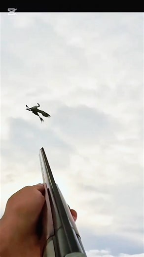 perfect hunting #snow #geesehunting #bird #hunting #foryou #wildlife