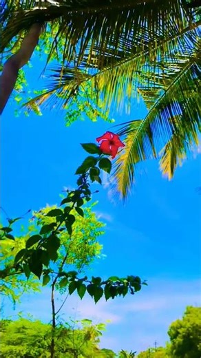 மண்ணில் இந்த காதலயின்றி💞💖💕🌼🌾 #shortfeed #tamil #download #love