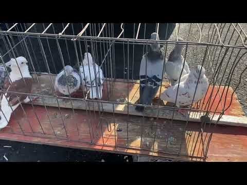 Pigeons for Sale at Triple D Feed sell & swap meet