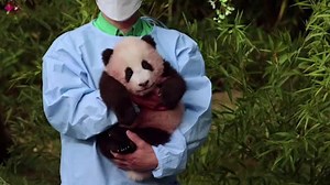 Meet the first panda born in South Korea