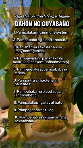 Mga Benepisyo ng Nilagang Dahon ng Guyabano (Sour sop leaf tea) #benefits #soursoptea #dahonngguyabano #homeremedies #healthtips #HealthTips2025 #natural #organic #healthiswealth #fbreels2025ツ #everyoneシ゚ #viralpost2025シ #fypシ | James Tiglao Capulong