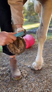 9.9K views · 1.2K reactions | Durable and innovative Hoof Boots, designed to go the distance  #barefoothorse #hoofboots #horseriding #equestrian #horseboots | Renegade Hoof Boots | Facebook