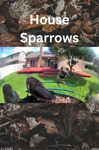 House Sparrows Take Over the Feeder 🐦