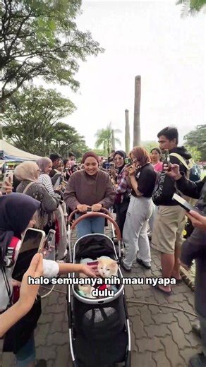 Pororo Kucing: Kue Lezat dan Aktivitas Seru