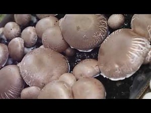 Mushroom Farming: A Step-by-Step Guide for Beginners