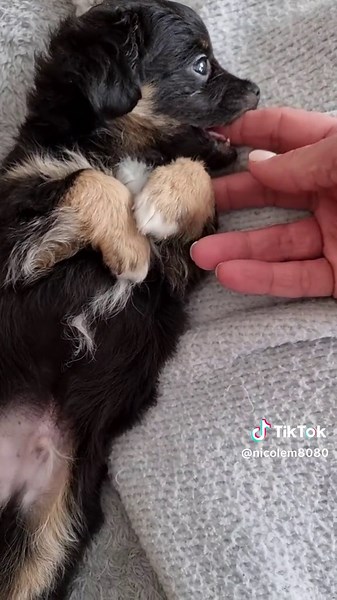 Malchi Puppies: The Cutest Maltese-Chihuahua Mix