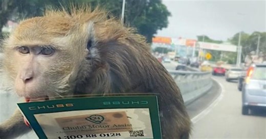 Mischievous monkey hitches ride on car in Kuala Lumpur
