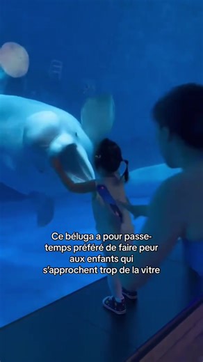 Partie 12| Méritons-nous les animaux ?#animaux #wholesome