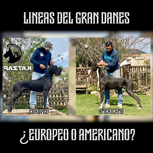 GRAN DANÉS 💪 ¿europeo o americano? El criador de la raza Castillejos GRAN DANÉS nos cuenta las principales diferencias de ambas lineas de esta gigantezca raza #GreatDane #DogLover | Aldo del Lobo