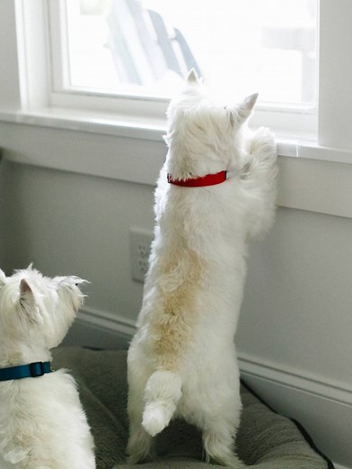 Window Sill Protectors - Clear and Tough Guaranteed for All Window Sizes