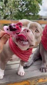 Picolé de Frutas Vermelhas com Mel 🤩🐾