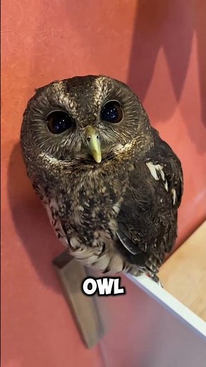 Animals with the Most Unique Eyes in the World