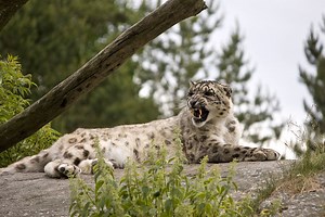 Angry Snow leopard