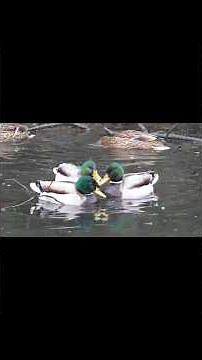 MALLARD DUCKS: BIRD OF THE WEEK. Stunning [4K] Bird Footage #ducks #irelandwildlife