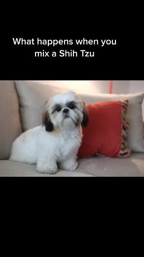 Adorable Shih Tzu Pug Mix Compilation