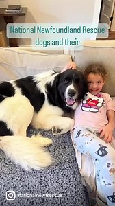 All of these amazing dogs are currently in foster care with National Newfoundland Rescue | National Newfoundland Rescue