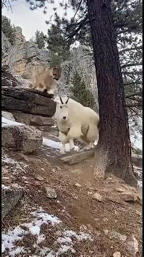 Mountain Lion vs. Kangal Dog: A Guardianship Encounter