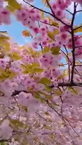 Să vă fie ziua , săptămâna şi viața ca o primavara ! | Şoapte