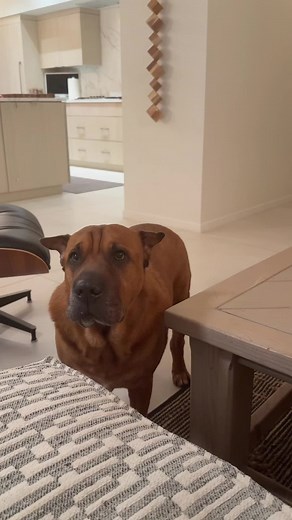Ryder's Rescue Story: A Heartwarming Journey