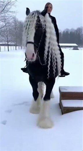 Can you guess this horse breed? 🤯