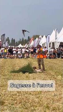 Démonstration dressage chiens d’arrêt #chasse #chien #dressage