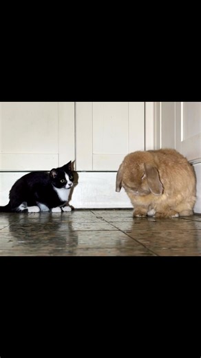 The first time Tiberius Snugglooba saw Hot cross Buns Tommy Cooper impression ❤️ | Jo Oddie Artist