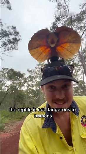 Frilled Lizard: The Little Dragon from Australia! #short #lizard #wildlife