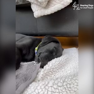 24K views · 4.6K reactions | Roll up, roll up, those cute clips are in town, and this week we are starting with a very sleepy Hamlet ❤️ Also featuring the adorable Eric and Eton sharing a toy, Caspar cooling off, brothers Albert and Angus enjoying a treat, Pedro relaxing, and more  | Hearing Dogs for Deaf People | Facebook