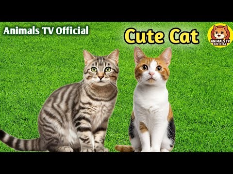 Beautiful Kittens Playing on the Grass - Cat Sounds, Beautiful Cat Videos